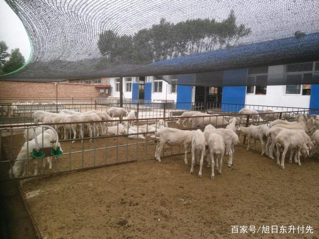 种牧草养羊 还需要配合其他饲料和添加剂吗？