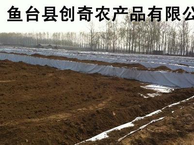 山东藕种价格与济宁雪莲浅水藕立体养殖技术全解析