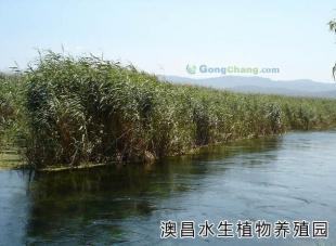 白洋淀芦苇 绿色黄金，编织产业新篇章