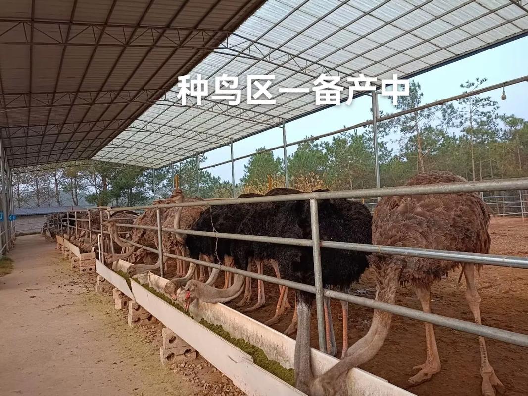鸵鸟养殖新农人 种鸟备产期的精细管理与创业实录
