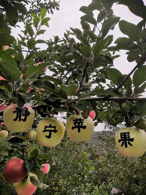 黄土高原上的果二代 在雷大梁海拔线上种出希望，养出未来
